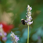 Cuckoo bumble bee on flower.